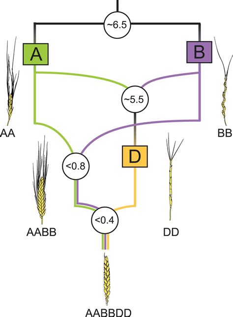 Evolution Of Wheat