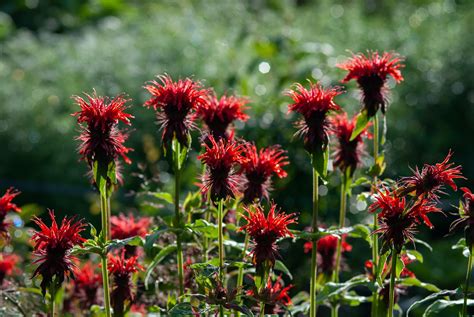 Colourful Perennials For Your Garden | Fasci Garden