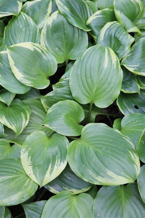 Peace And Quiet Hosta Hostas Store