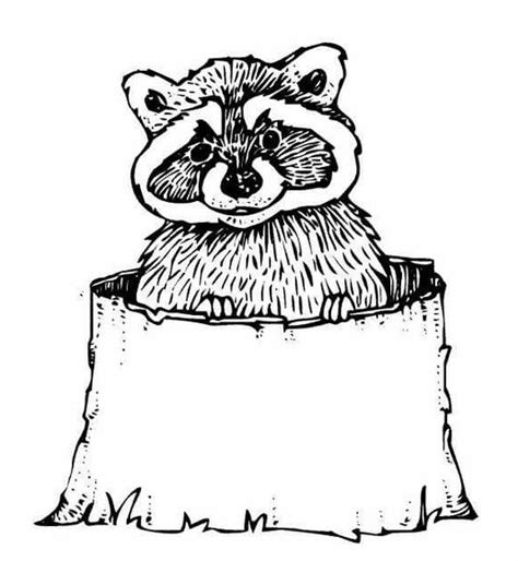 Красивые рисунки для срисовки енота (42 фото)