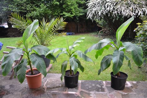 Banana Peels And Epsom Salt at Eden Goldfinch blog