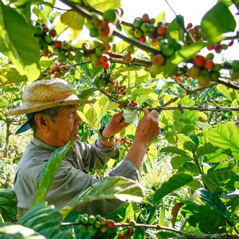 Cavite Itinanghal Na Pangatlong Pinakamalaking Prodyuser Ng Kape Sa