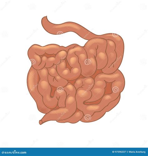 Intestino Delgado Animado