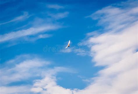 Taube Im Himmel Mit Wolken Stockfoto Bild Von Fliege 98740168