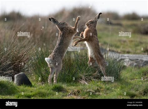 Verr Ckter M Rz Fotos Und Bildmaterial In Hoher Aufl Sung Alamy