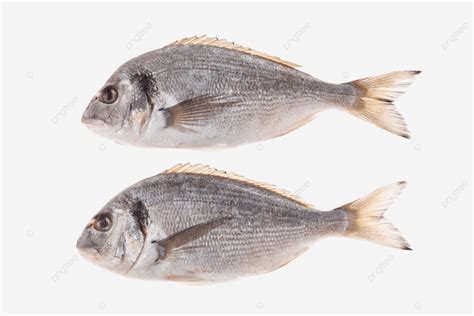 dorado fish isolated  white background dorado catch dorado