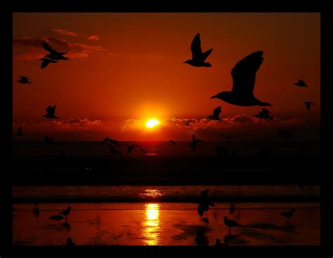 Hintergrundbilder Schwarz V Gel Tiere Sonnenuntergang Meer