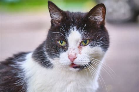 Pussy Cat Milk Photos Free Royalty Free Stock Photos From Dreamstime