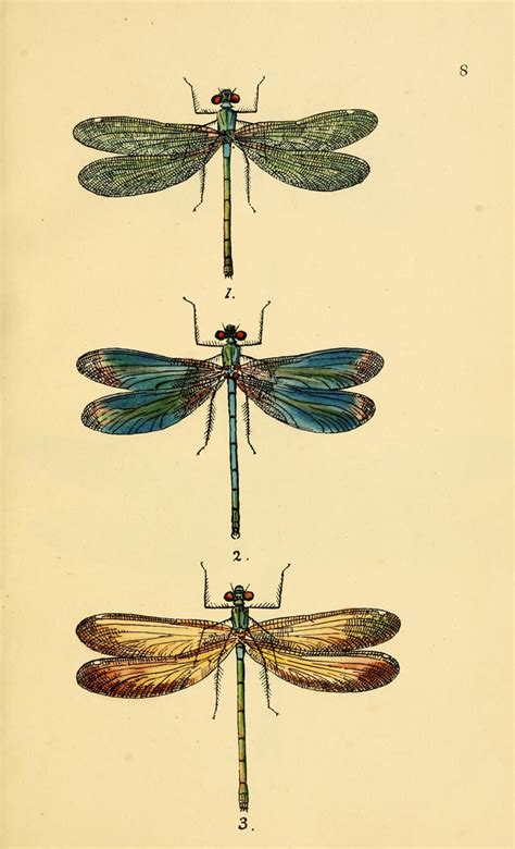 Dragonfly Scientific Drawing