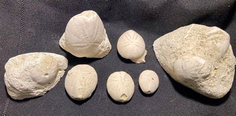 Echinoids Fossil Sea Biscuits Collection Of 7 Pieces Eupatagus