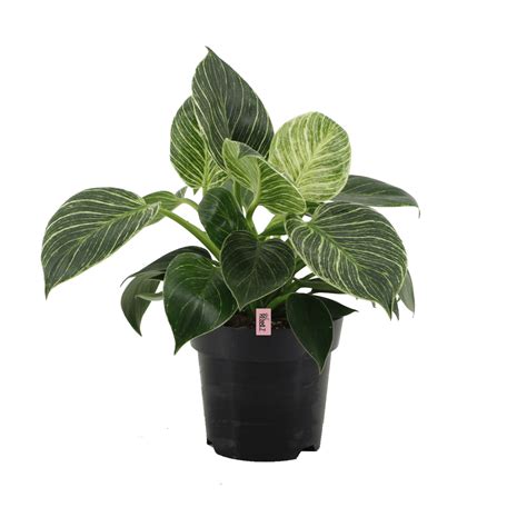 Биркин растение (50 фото)