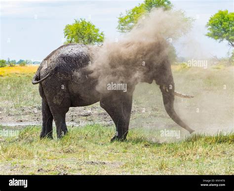 Botswana Elephant Dust Bath Stock Photo Alamy