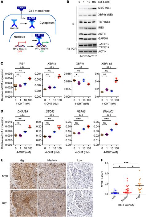 MYC Is Sufficient For Activation Of The IRE1 XBP1 Pathway A