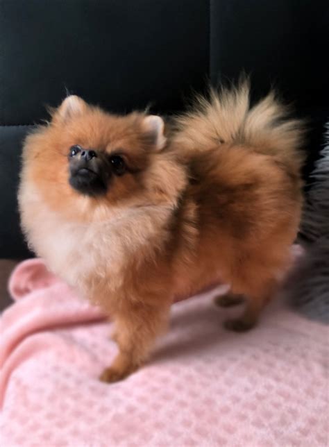 Pomeranian Szpic Miniaturowy Male Ka Dziewczynka Lublin Olx Pl