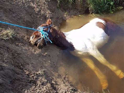 Outrage Over Horse Drowning In River Nore In Kilkenny Kilkenny People