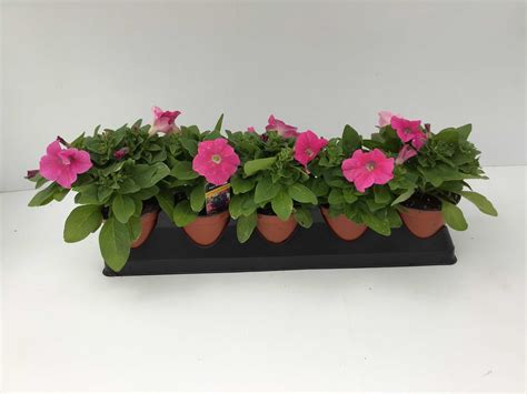 Petunia (4" Pot) 5 Pack – Glow Gardens Alberta