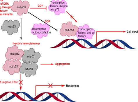 Mutant P Hotspot Mutations Loss Of Function Lof Gain Of Function