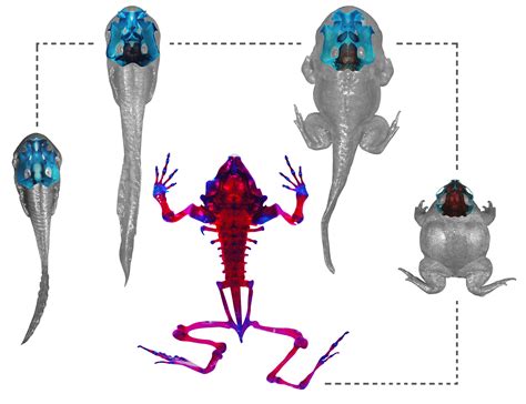 Purple Digging Frog Undergoes Amazing Transformation | Live Science