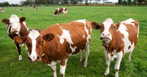 Photos De Femmes Pulpeuses En Bikini Qui Sont Terriblement Sexy La Est Ma Pr F R E