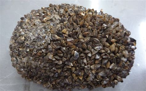 Zebra Mussels & Other Organisms
