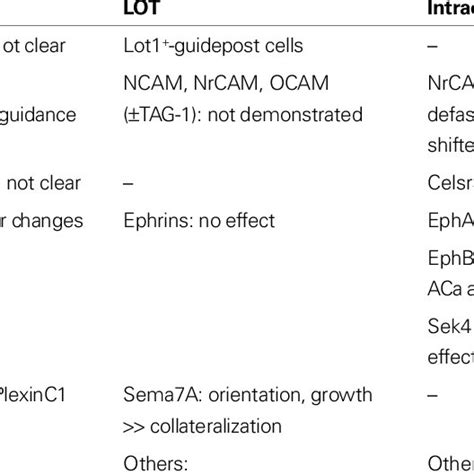 Comparative Effects Of Molecules In The Formation Of The Olfactory