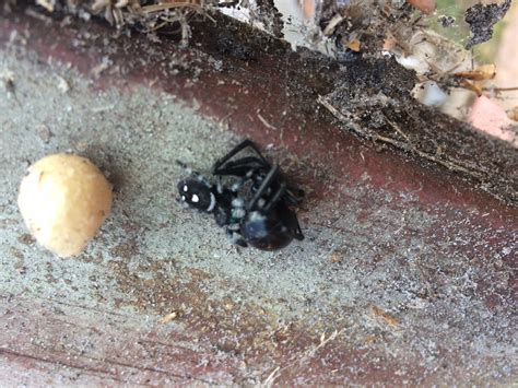 Jumping Spider Egg Sac