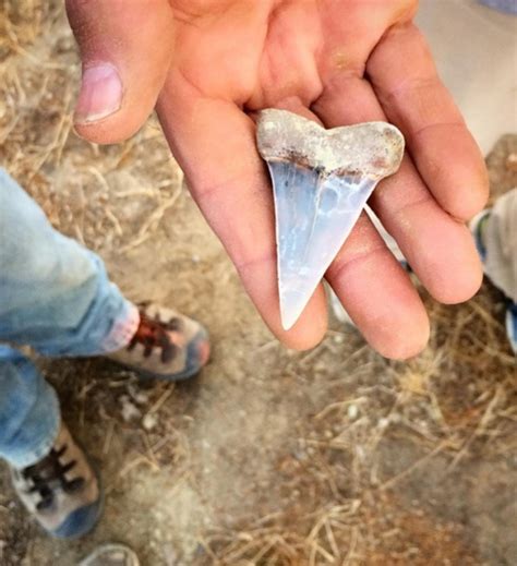 Fossil Hunting In California