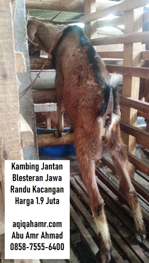 Kambing Aqiqah Jantan Blesteran Jawa Randu Kacangan