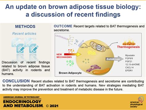 An Update On Brown Adipose Tissue Biology A Discussion Of Recent