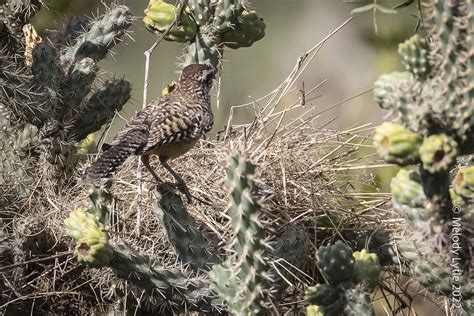 Cactus Wren Campylorhynchus Brunneicapillus Se Arizona A Flickr