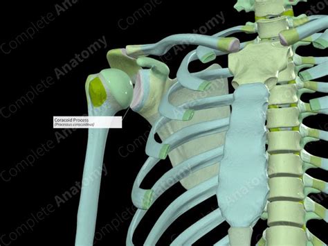 Coracoid Process | Complete Anatomy