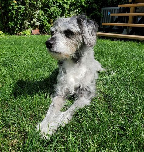 Rattle Rat Terrier Poodle Mix Breed Facts Poodlehq
