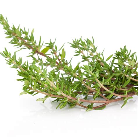 Bay Leaves And Fresh Thyme At Howard Shaw Blog
