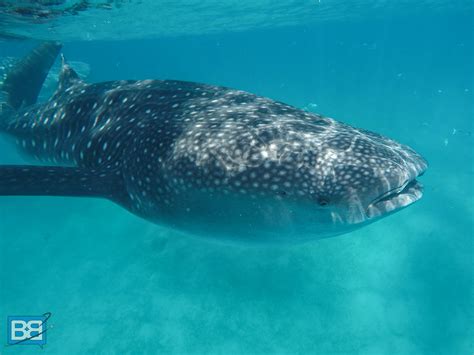 Snorkelling With Whale Sharks In Oslob The Philippines Backpacker Banter