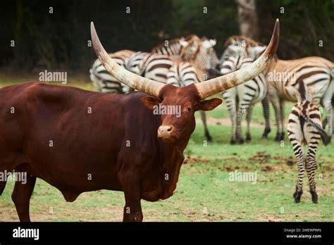 Ankole Watusi Cattle Captive Distribution Africa Stock Photo Alamy