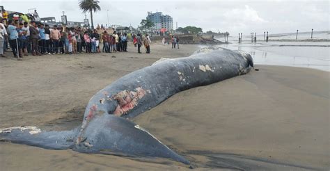 Carcass Of 50 Ft Blue Whale Washes Ashore In Kozhikode