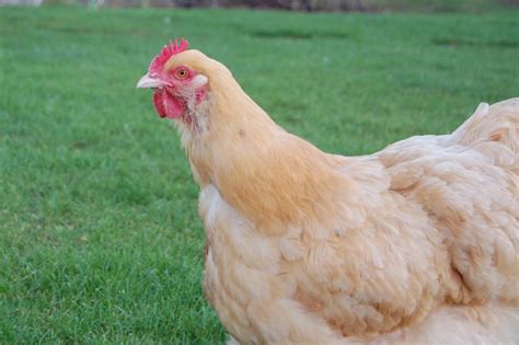 The Best Backyard Chicken Breeds - PetHelpful