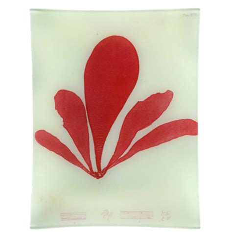 John Derian 9 Seaweed Xcvi Tray Absolutely Inc