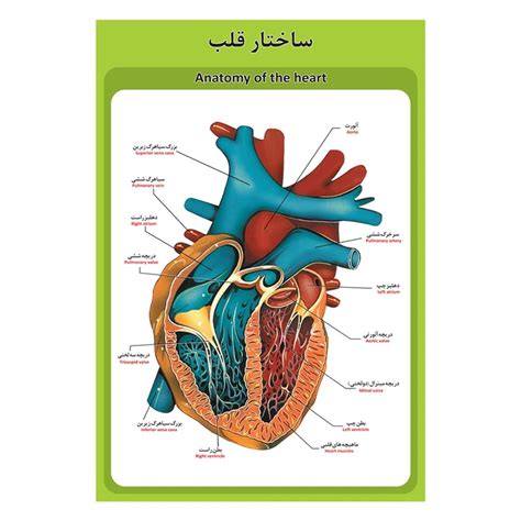 پوستر آموزشی ساختار آناتومی قلب سدان مد
