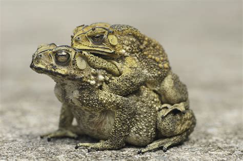 southern brown tree frog 7