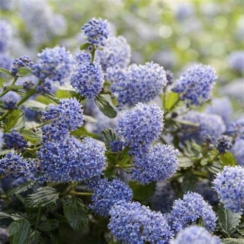 Ceanothus Thyrsiflorus Repens Ctr L