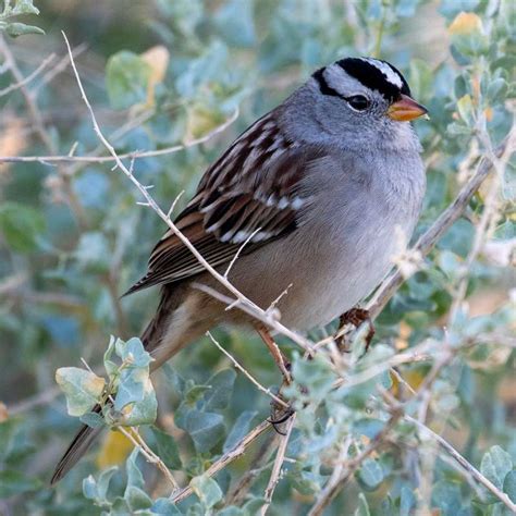 Field Identification Of Subspecies American Birding Association