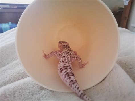 Guide Asking For Sex Morph Id W Leopard Geckos Leopard Geckos Morphmarket Reptile Community