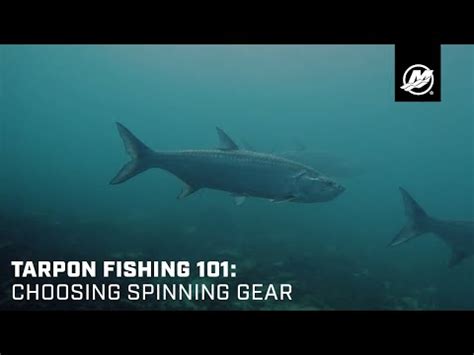 Tarpon Fishing 101: Choosing Spinning Gear – Engines.com