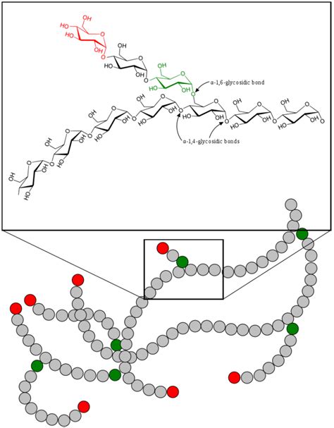 Carbohydrates Polymer Examples: Detailed Insights – Lambda Geeks