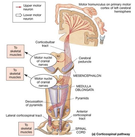 Chapter 14 Motor Pathways Lecture Notes Flashcards Quizlet