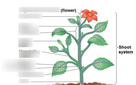 Plant Shoot Diagram