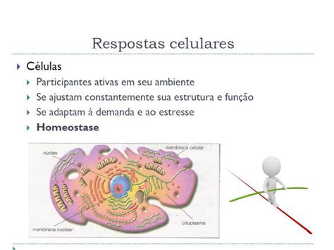 Alterações Celulares Benignas Reativas Ou Reparativas Inflamacao