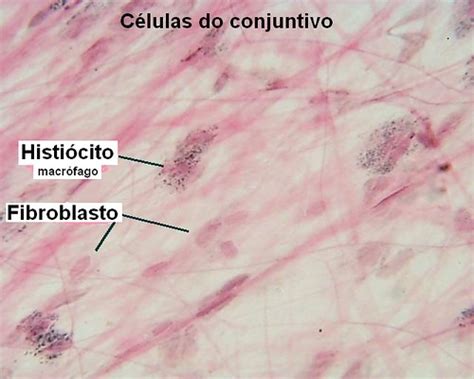Histiócitos O Que É