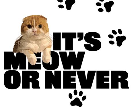 Its Meow Or Never Bongo The Missing Cat Remains Elusive Lakewood